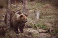 Туристов предупреждают о медведях в Ергаках