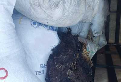 150 килограммов немытой овечьей шерсти пытались привезти в Черногорск