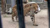 В красноярском зоопарке ягуар вырвался из вольера