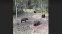 Опубликовано видео с окружившей людей группой голодных медведей