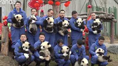 В Китае устроили утренник для детенышей панд