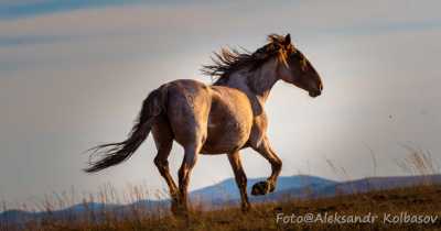Потрясающе красивых лошадей в хакасской степи сфотографировал Александр Колбасов