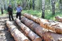 Жителя Хакасии оштрафовали за незаконную рубку деревьев