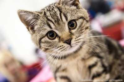 В Абакане пройдет выставка кошек всех пород