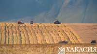 В какие страны везут зерно из Хакасии