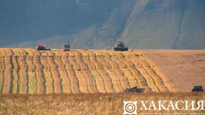 В какие страны везут зерно из Хакасии