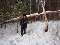 В Хакасии самовольная заготовка древесины чревата штрафами