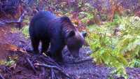 В Шушенском бору медведь попал в фотоловушку