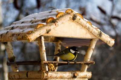 Жители Хакасии могут позаботиться о зимующих птицах
