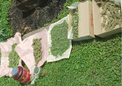 Дача с марихуаной: незаконный «урожай» изъяли у саяногорца