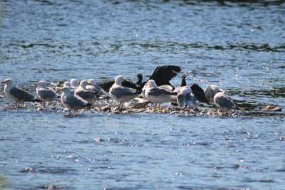Морские птицы плещются в Шушенском заповеднике