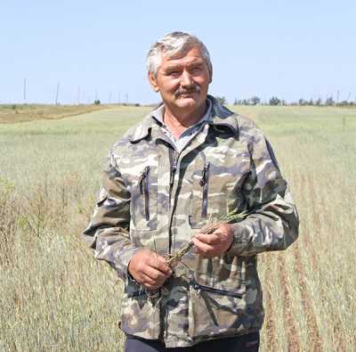 У Владимира Трейзе засуха уничтожила 64 гектара пшеницы, гречки, гороха. 