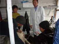 В Хакасии улучшают породу овец