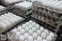 В Саяногорске обнаружили склад-фантом для куриных яиц