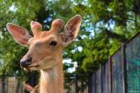 Лето в зоопарке: юный абаканец поделился своей фотозарисовкой