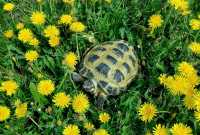 В Хакасии рассказали о Всемирном дне черепахи