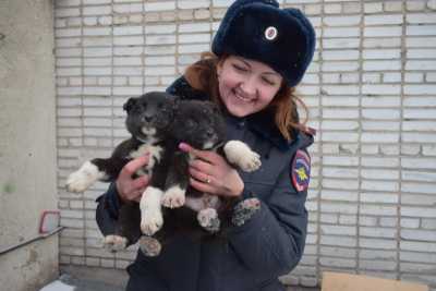 В Хакасии выжившим на железной дороге щенкам ищут дом
