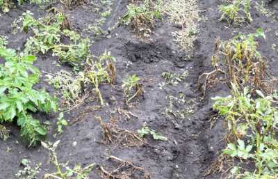 Цист картофельной нематоды нашли в огородах жителей Шира