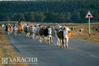 По улицам Черногорска гуляет крупный и рогатый домашний скот