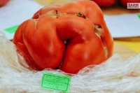 В Минусинске вырастили самый большой помидор в России