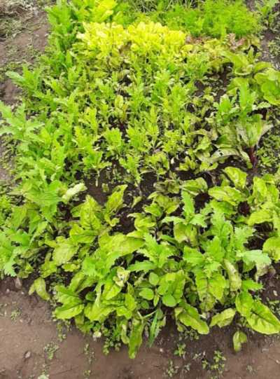 Житель Хакасии засадил огород запрещенными растениями