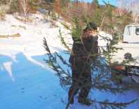 В Хакасии браконьеры начали заготавливать елки