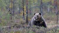 На правом берегу Красноярска заметили медведя