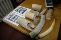 В Красноярске задержали мужчину с 10 кг костей мамонта, из которых он хотел сделать сувениры