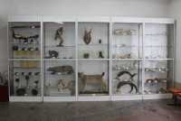 Университетскому зоологическому музею в Хакасии исполнилось 20 лет