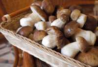 Где в Хакасии растут белые грибы?
