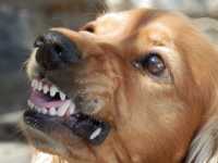 В Черногорске бродячие собаки нападают на прохожих