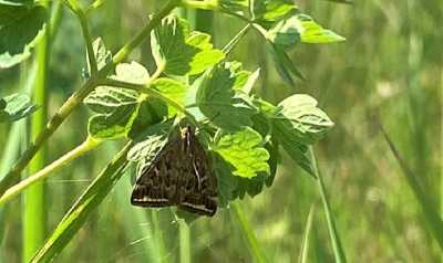В Алтайский район прилетели особо опасные бабочки