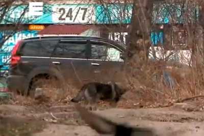 В Красноярске ввели режим ЧС в отдельных районах из-за нападений бродячих собак
