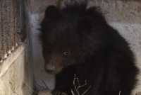В Абакане приютили медвежонка, вышедшего к людям