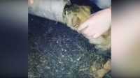 В Хакасии транспортные полицейские спасли щенка из смертельной ловушки
