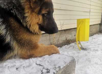 В Хакасии ищут таинственного стрелка по собакам
