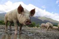 В Абакане принимают меры по предотвращению появления в городе африканской чумы свиней