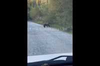 Медведь разгуливает по дороге в районе Саяно-Шушенской ГЭС