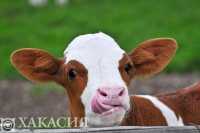 В Хакасии коров наряжают в специальные ожерелья