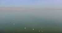 На заповедное озеро в Хакасии прилетели лебеди