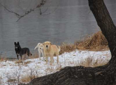Абаканских собак, обитающих в дупле, отловят в ближайшее время