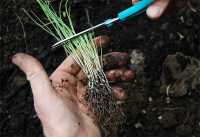 С «укороченной» рассадой порея при высадке в грунт работать удобнее. 