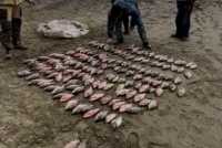 Поймали с поличным: в Хакасии завели уголовное дело на браконьеров