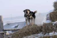 Жители Хакасии пожаловались Валентину Коновалову на бродячих собак