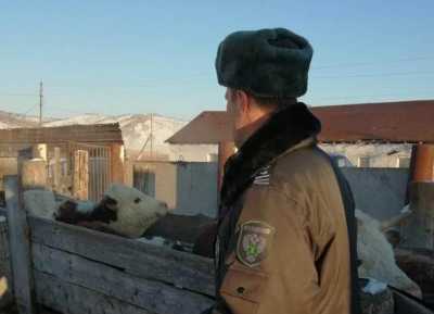 Из Хакасии в Казахстан экспортировали 213 коров