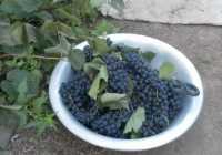 Как в Хакасии вырастить виноград?