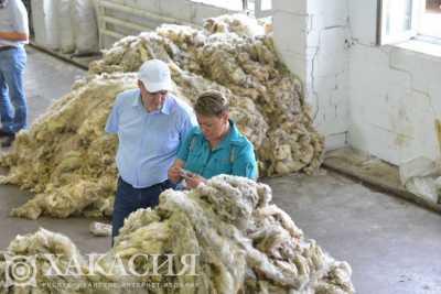 Гостям Хакасии показали, как моют овечью шерсть