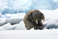 Наглый морж сорвал аплодисменты вахтовиков на Ямале