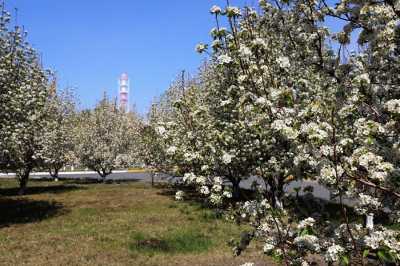 На территории Саяногорского алюминиевого завода разбили яблоневый сад