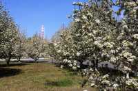 На территории Саяногорского алюминиевого завода разбили яблоневый сад